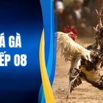 Xem Đá Gà Trực Tiếp O8 - Sảnh Đấu Đỉnh Cao Sắc Nét 1 Xem Đá Gà Trực Tiếp O8 - Sảnh Đấu Đỉnh Cao Sắc Nét